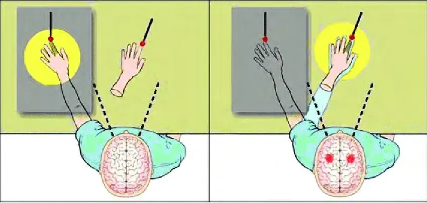 The Rubber Hand Illusion: Borrowing a New Body Part (Image Credits: Wikimedia)