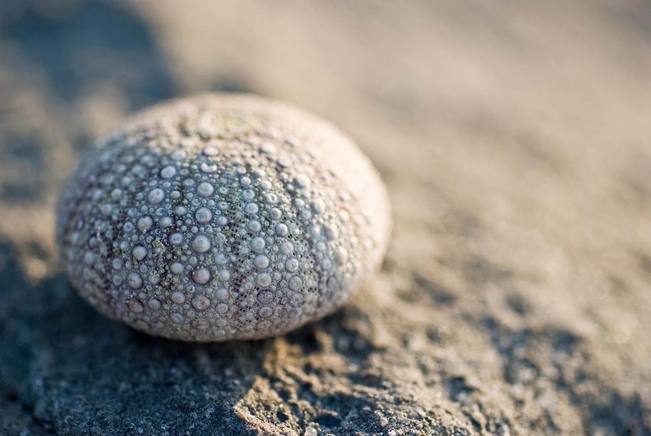 The Science Behind Zombie Urchins (Image Credits: Pixabay)