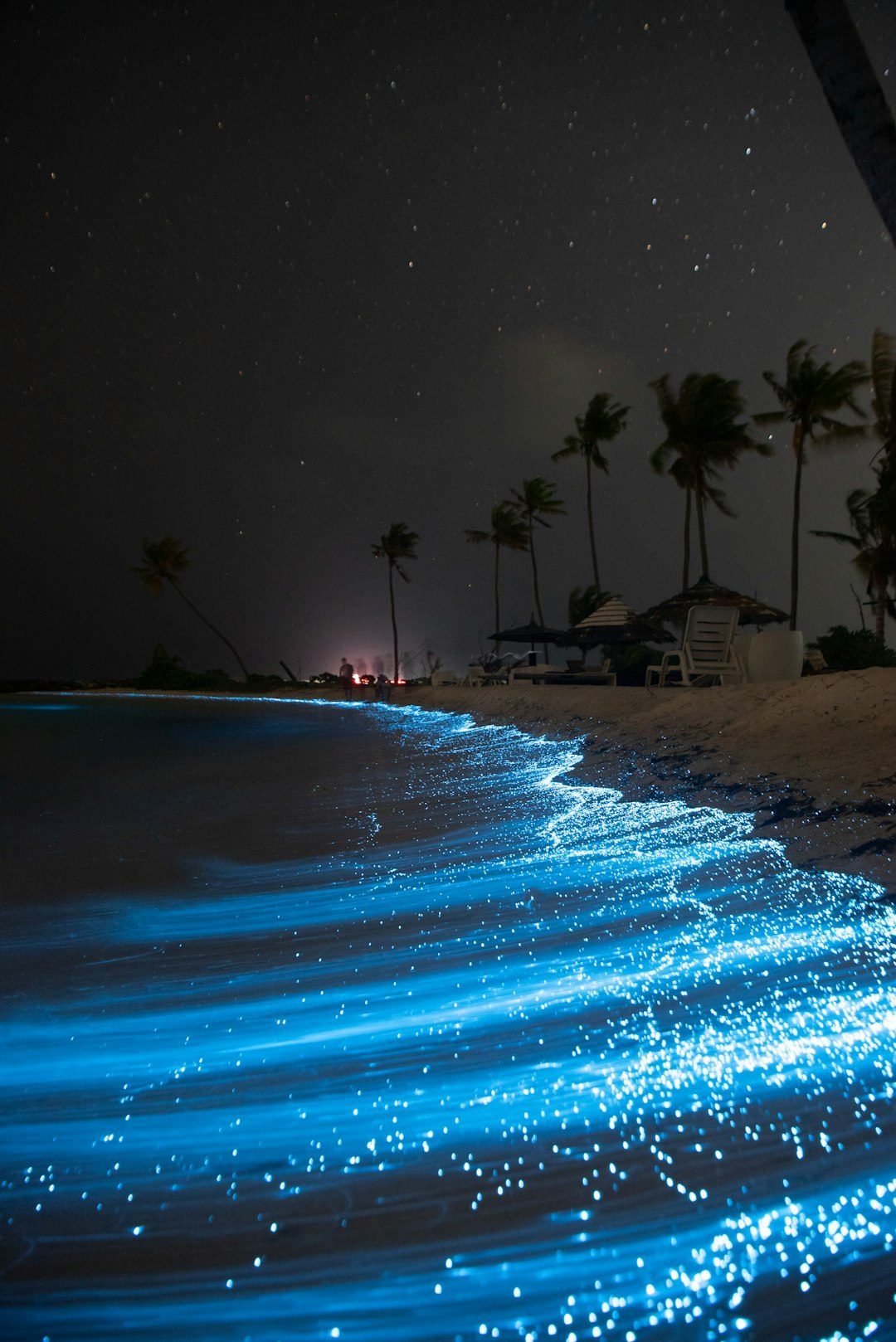 Glowing Seas: The Puzzling Spectacle of Massive Bioluminescence (Image Credits: Unsplash)