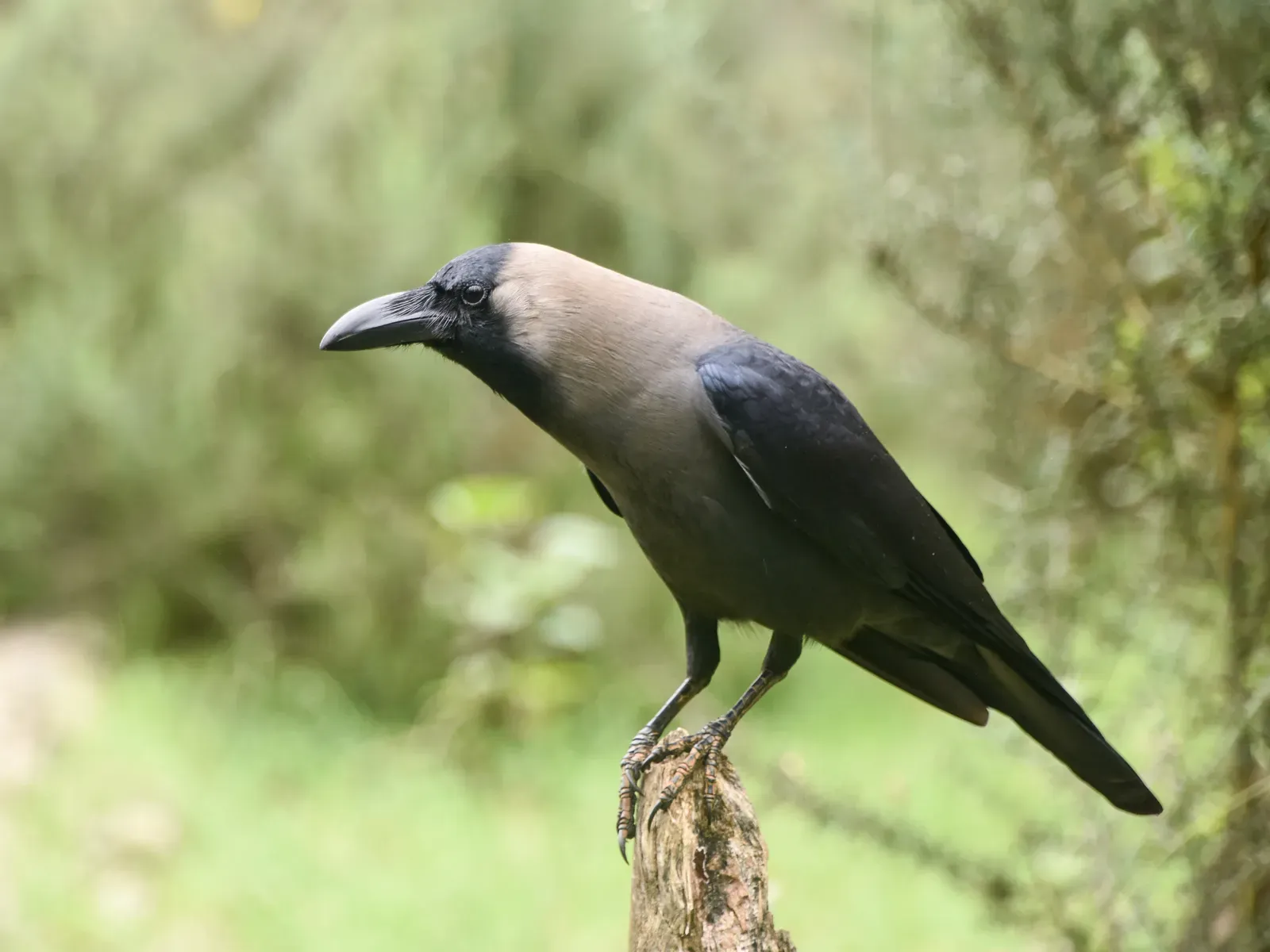#4 - Why Crow Intelligence Evolved So Similarly to Primate Intelligence (By This Photo was taken by Timothy A. Gonsalves. Feel free to use my photos, but please mention me as the author. I would much appreciate if you send me an email tagooty@yahoo.com or write on my talk page, for my information. Please contact me before commercial use.Please do not upload an edited image here without consulting me. I would like to make corrections only at my own source to ensure that the changes improve the image and are preserved.Otherwise you may upload an edited image with a new name. Please use one of the templates derivative or extract., CC BY-SA 4.0)