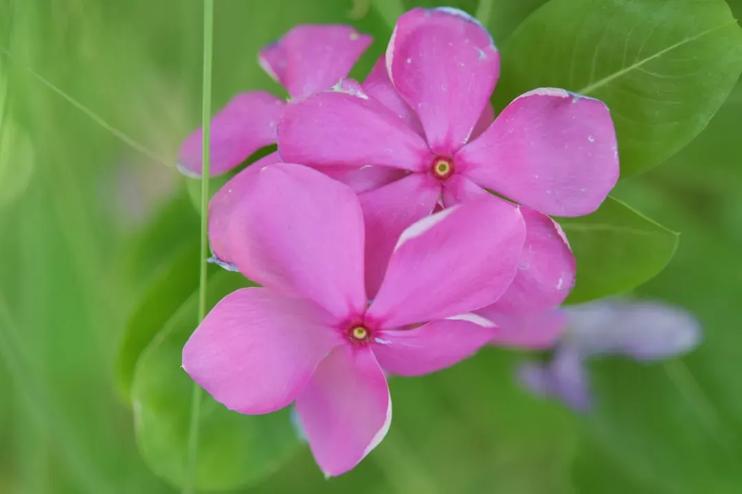 7. Madagascar Periwinkle: The Tiny Flower Fighting Childhood Cancer (Image Credits: Unsplash)