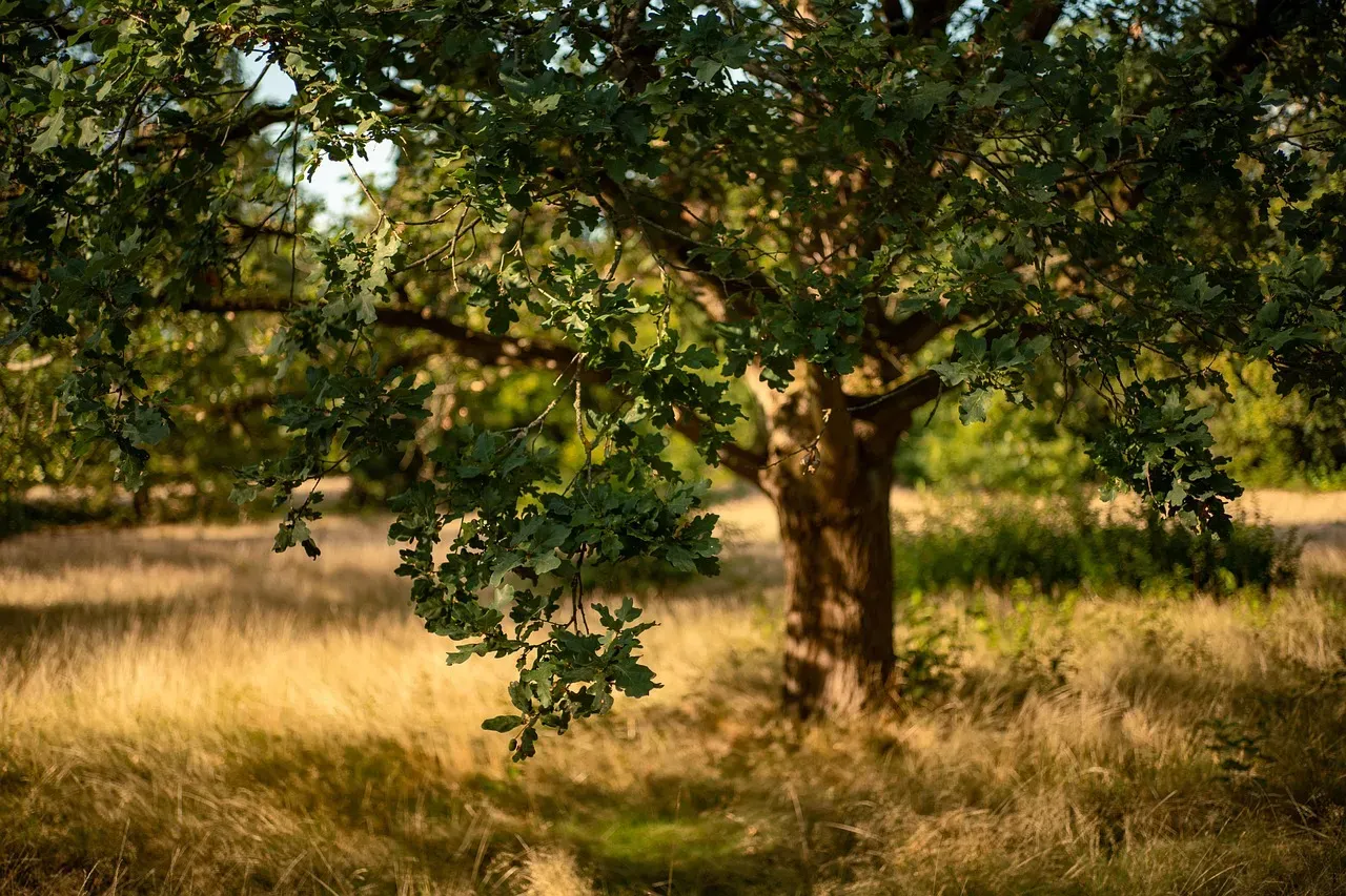 The Tree That Owns Itself: An Oak With Property Rights (Image Credits: Pixabay)