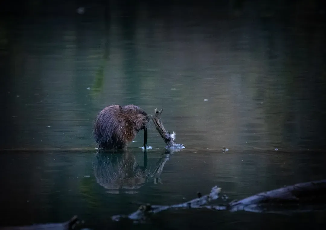 Conclusion: Why We Should Take a Rodent Seriously (Image Credits: Unsplash)