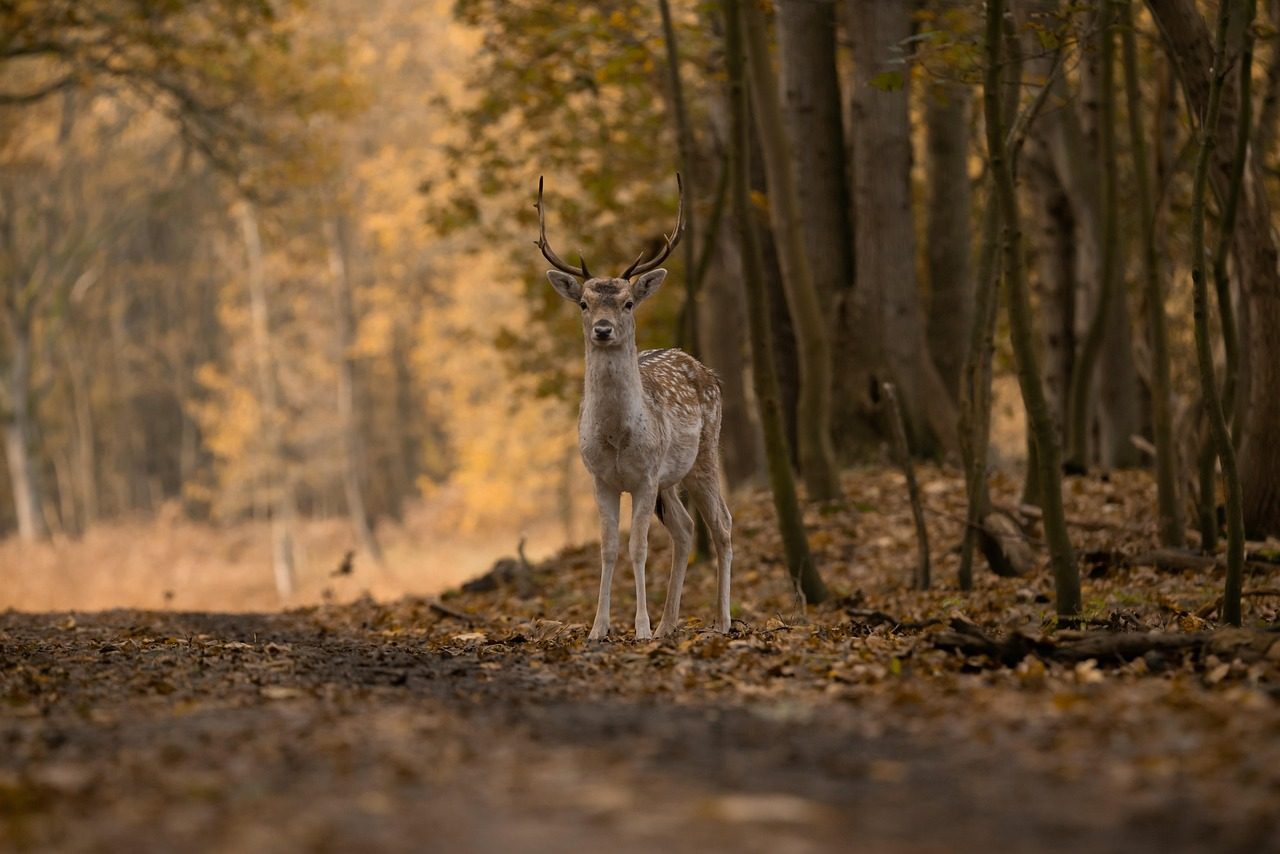 The Deer: Gentle Intuition Vulnerable to Timidity (Image Credits: Pixabay)