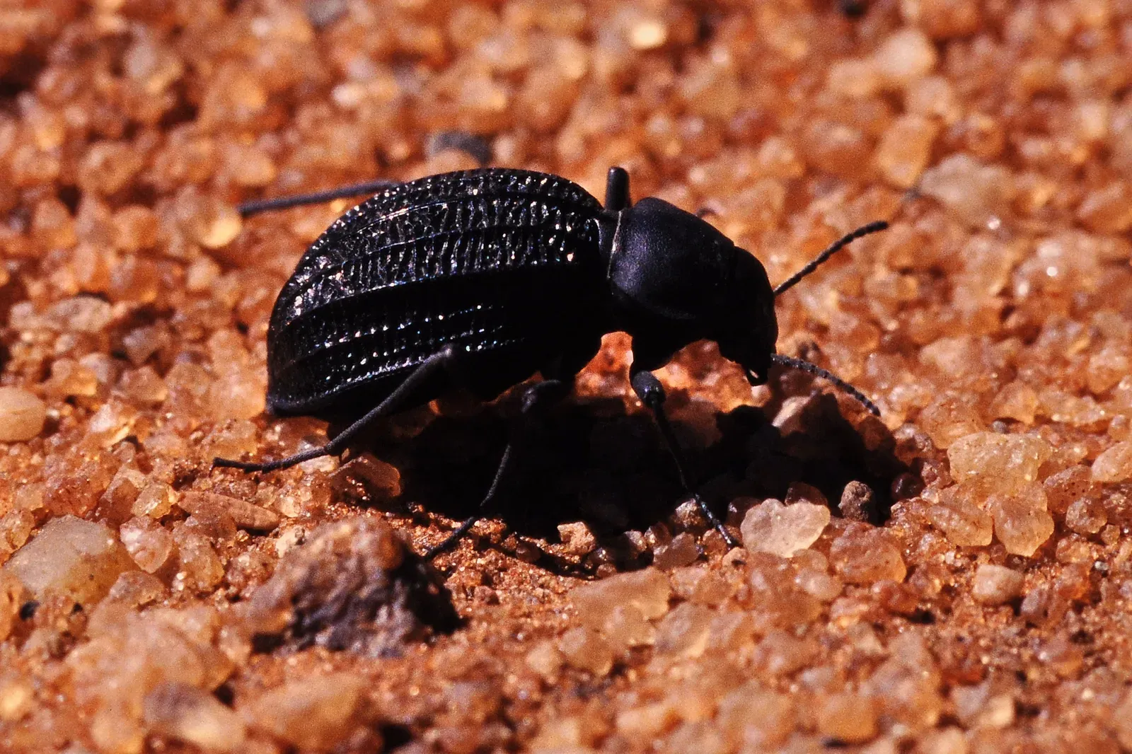 1. The Namib Desert Beetle: Nature's Master Fog Harvester (By Schnobby, CC BY-SA 3.0)
