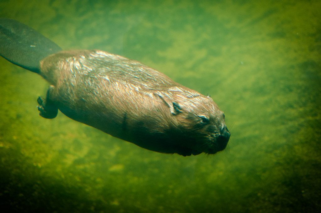 The American Beaver's Underwater Breathing System (Image Credits: Flickr)