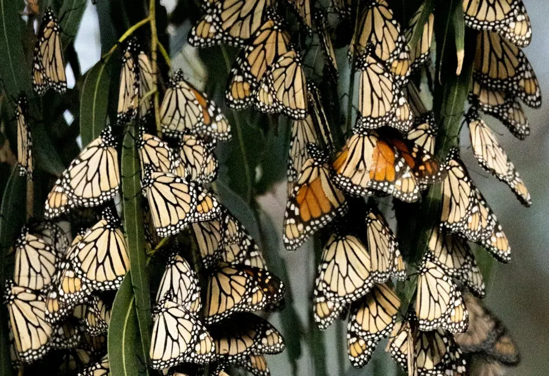 Monarch Butterflies’ Multi‑Generation Migration (Image Credits: Unsplash)