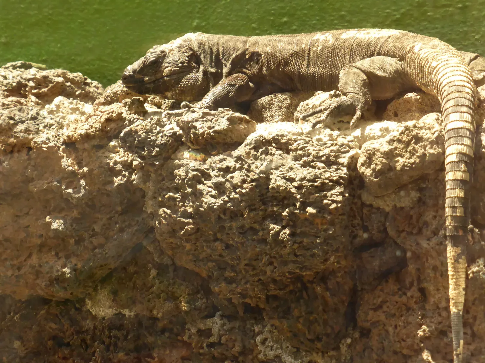 #5 - El Hierro Giant Lizard: Fossils to Facebook Feeds (By CARLOS TEIXIDOR CADENAS, CC BY-SA 3.0)