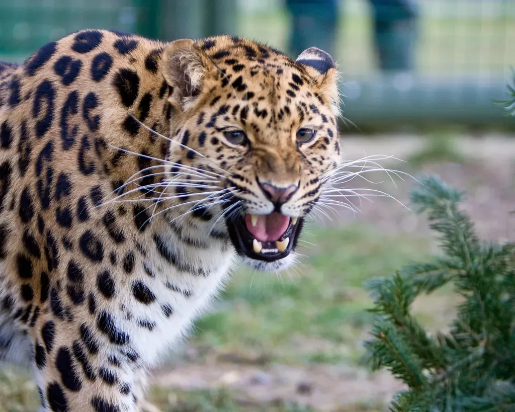 3. You’re Dealing With the Most Powerful Bite of Any Big Cat for Its Size (MacJewell, Flickr, CC BY 2.0)