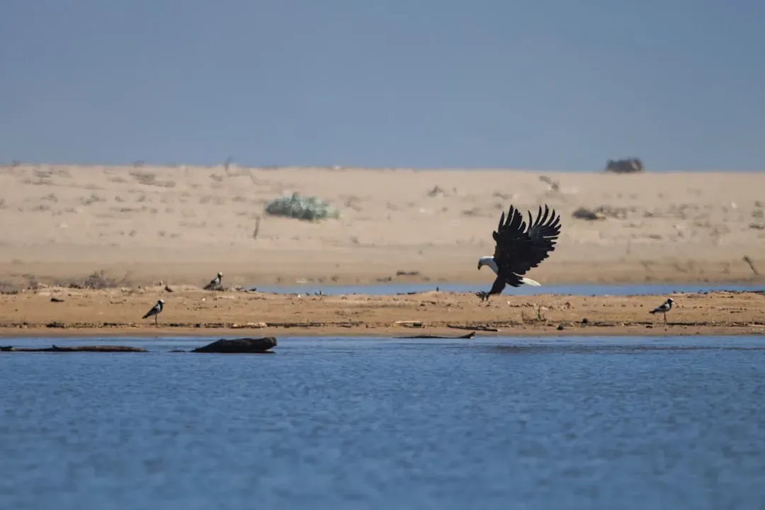Conclusion: What These Rivers Tell Us About Eagles - and Us (Image Credits: Unsplash)
