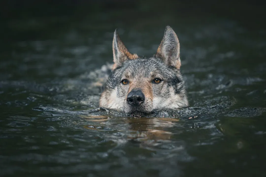 Wolves Swimming Underwater to Steal Crabs (Image Credits: Unsplash)