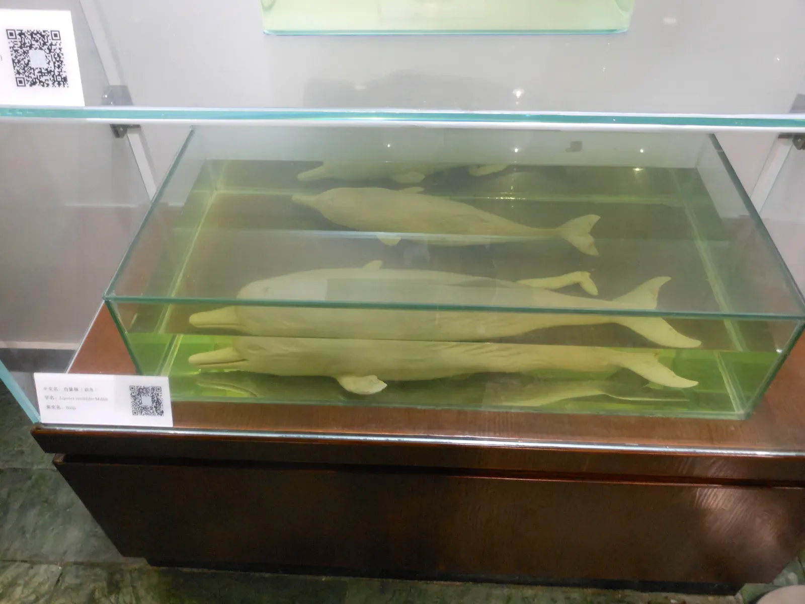 #11 – The Baiji Dolphin Filmed After Its Own Funeral (By Calliston3, CC BY-SA 4.0)
