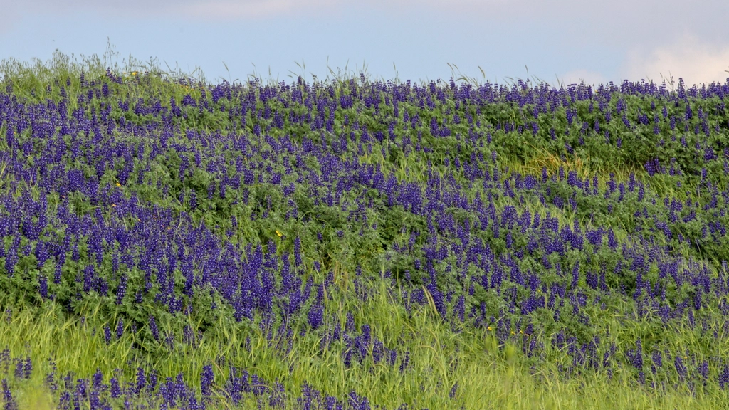 Virginia - Native Pollinator Gardens Flourish (Image Credits: Rawpixel)