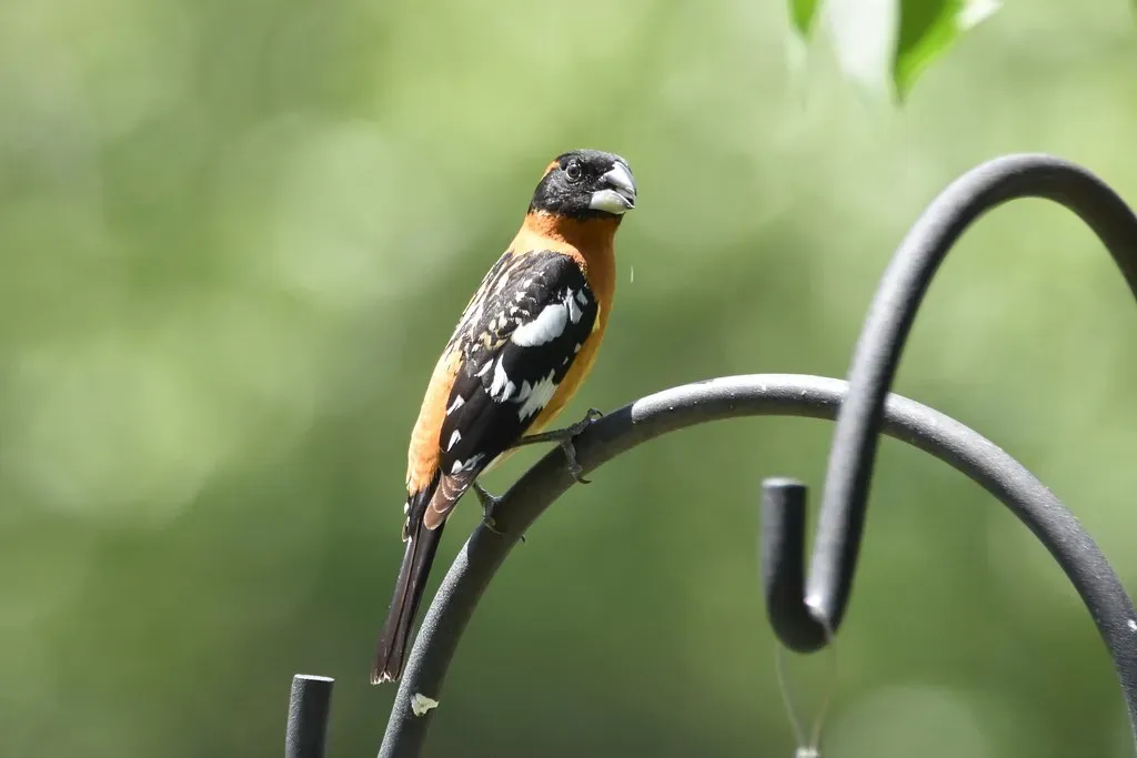 Tech and Conservation: Listening to Save Species (Image Credits: Flickr)