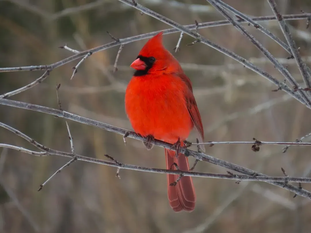 The Cardinal As a Messenger in Traditional Folklore (Image Credits: Unsplash)