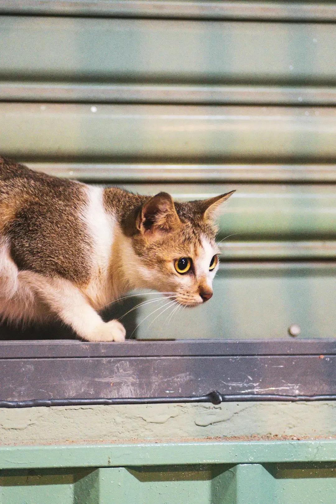 Why These Super Senses Matter to Us (Image Credits: Unsplash)