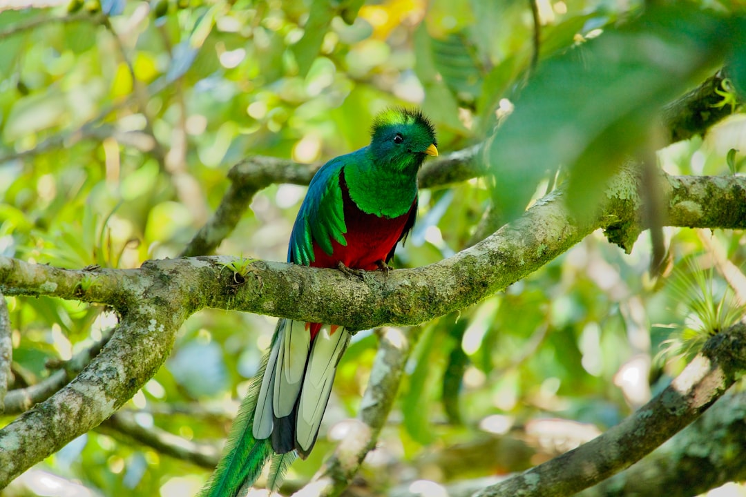 Aquarius and the Mystical Quetzal (Image Credits: Unsplash)