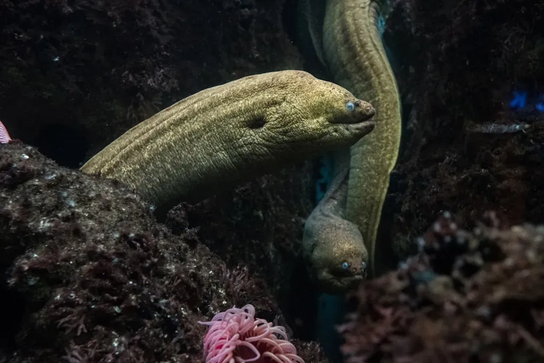4. Electric Eels: Animals With Built‑In Power Plants (Image Credits: Unsplash)