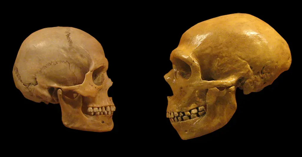 Neanderthals Never Mixed With Us (By hairymuseummatt (original photo), DrMikeBaxter (derivative work), CC BY-SA 2.0)