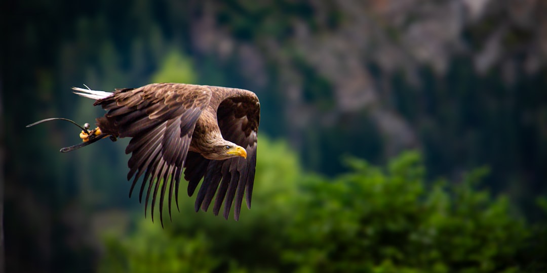 Raptors and Bears: The Uneasy Table (Image Credits: Unsplash)