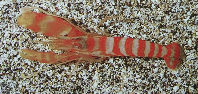 The Future Landscape (Image Credits: Wikimedia)