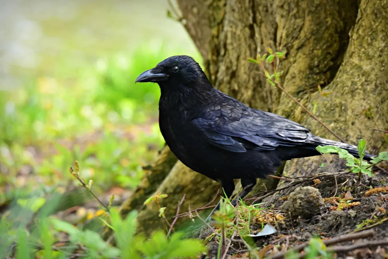 1. Crows That Outsmart Human Children on Logic Puzzles (Image Credits: Pixabay)