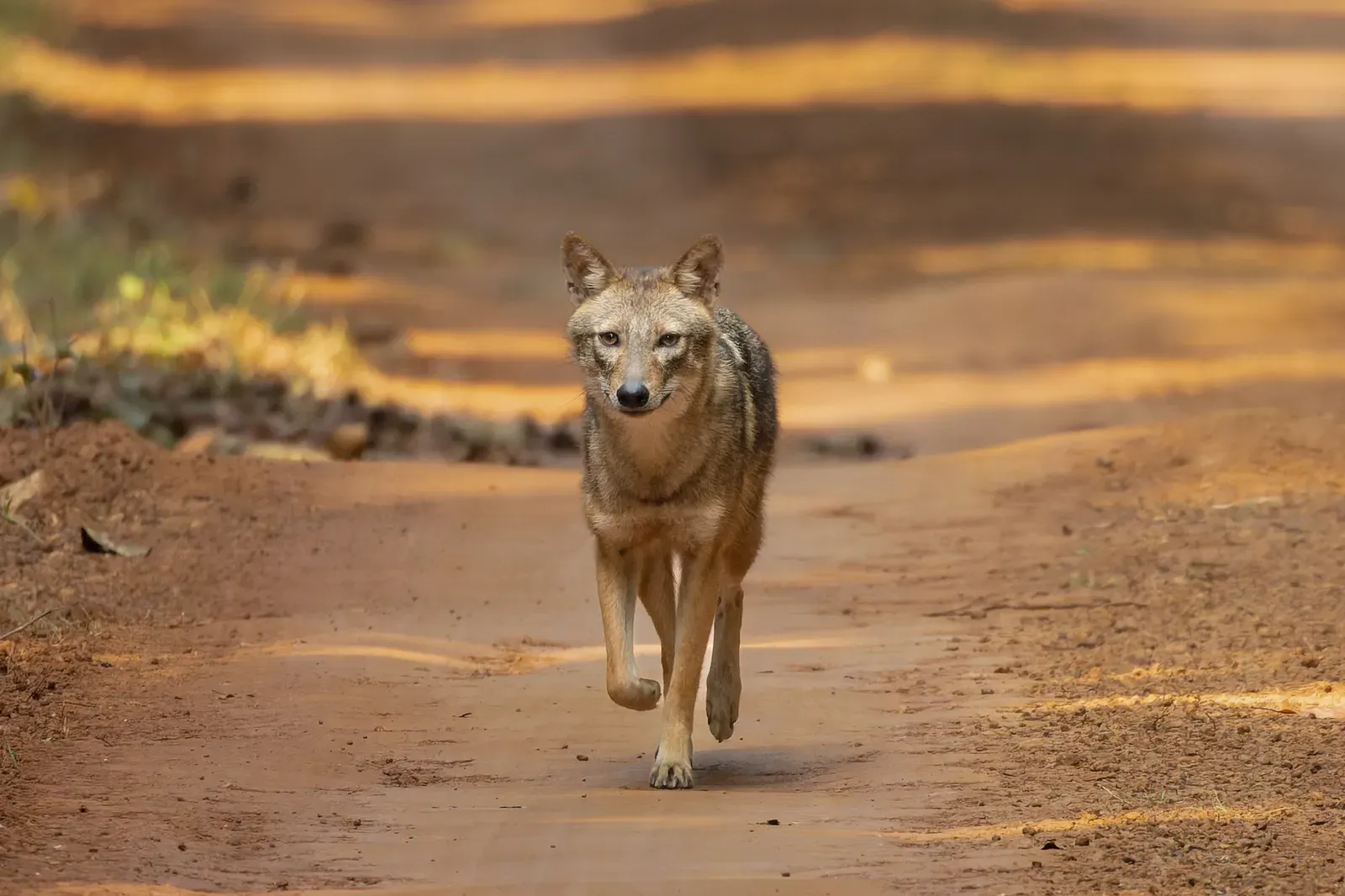 #9 - The Golden Jackal's Silent Invasion of Europe (By Tisha Mukherjee, CC BY-SA 4.0)