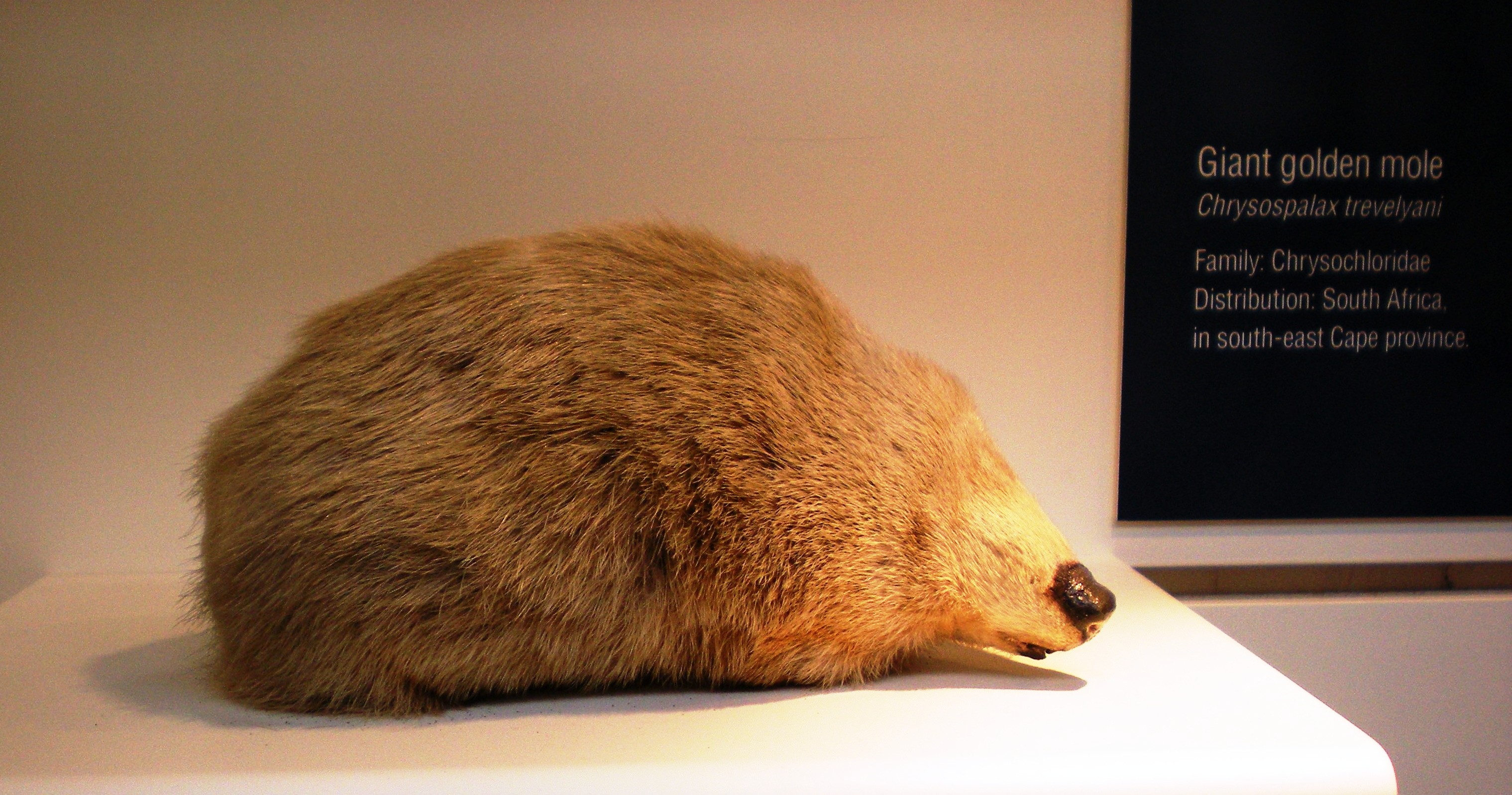 De Winton's Golden Mole: Found Through Environmental DNA (Image Credits: Wikimedia)