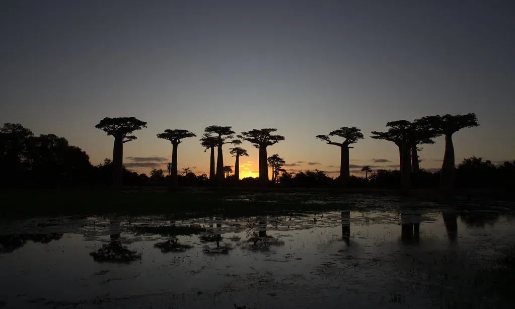 Where Exactly Are These Colossal Trees (Image Credits: Flickr)
