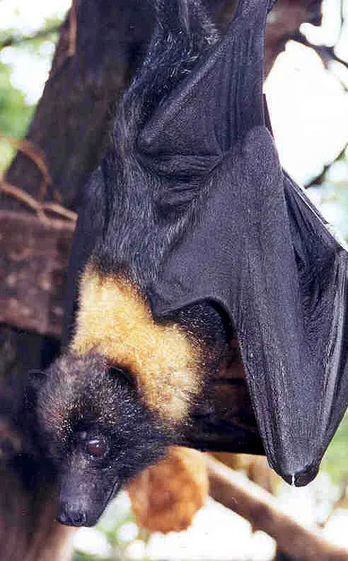 9. Mariana Fruit Bat – Island Flyer in US Pacific Territories (This image originates from the National Digital Library of the United States Fish and Wildlife Service at this page
This tag does not indicate the copyright status of the attached work. A normal copyright tag is still required. See Commons:Licensing.See Category:Images from the United States Fish and Wildlife Service.(link no longer available), Public domain)