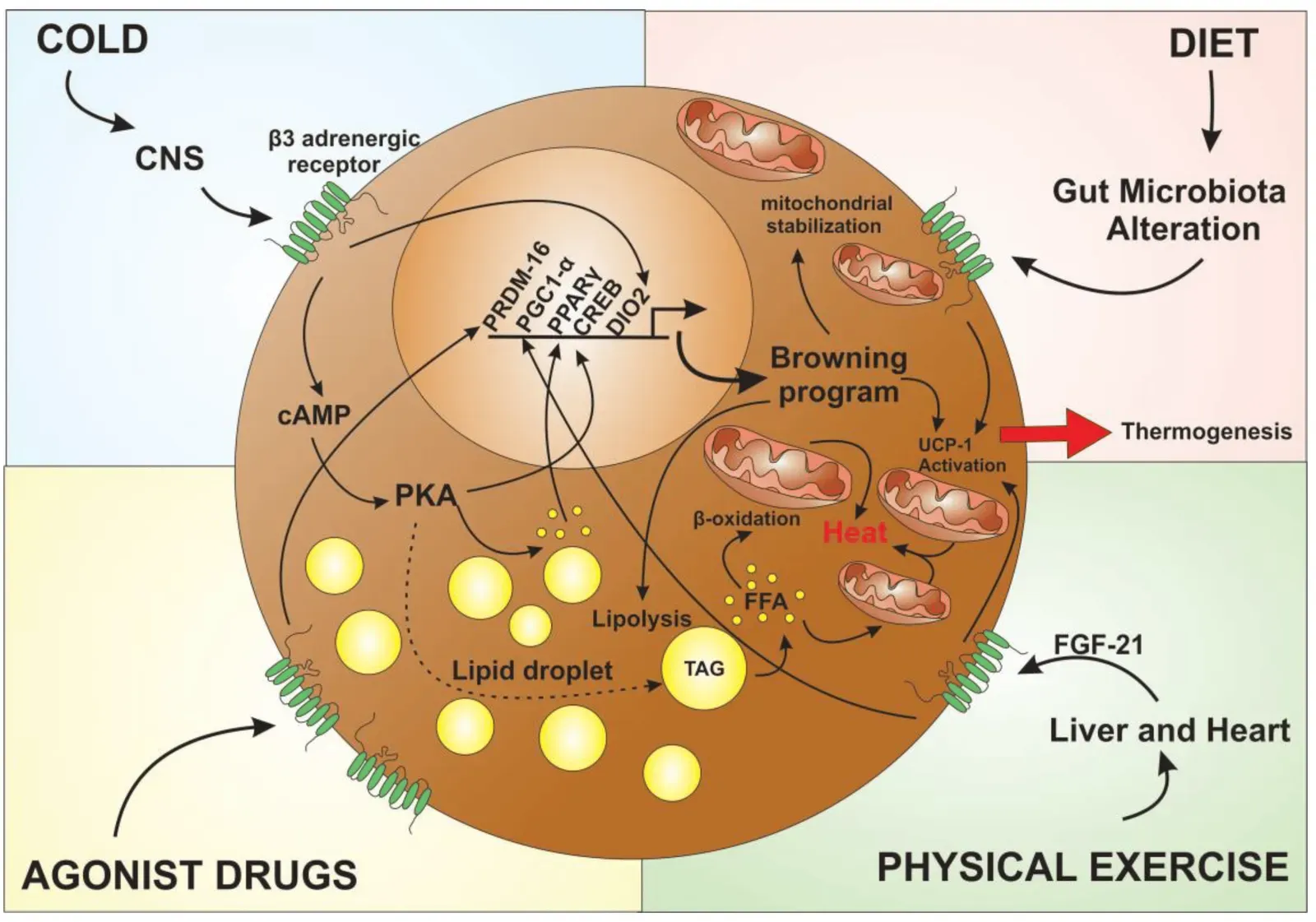 Metabolic Miracles: Extreme Calorie Burners and the Obesity-Resistant (Image Credits: Wikimedia)