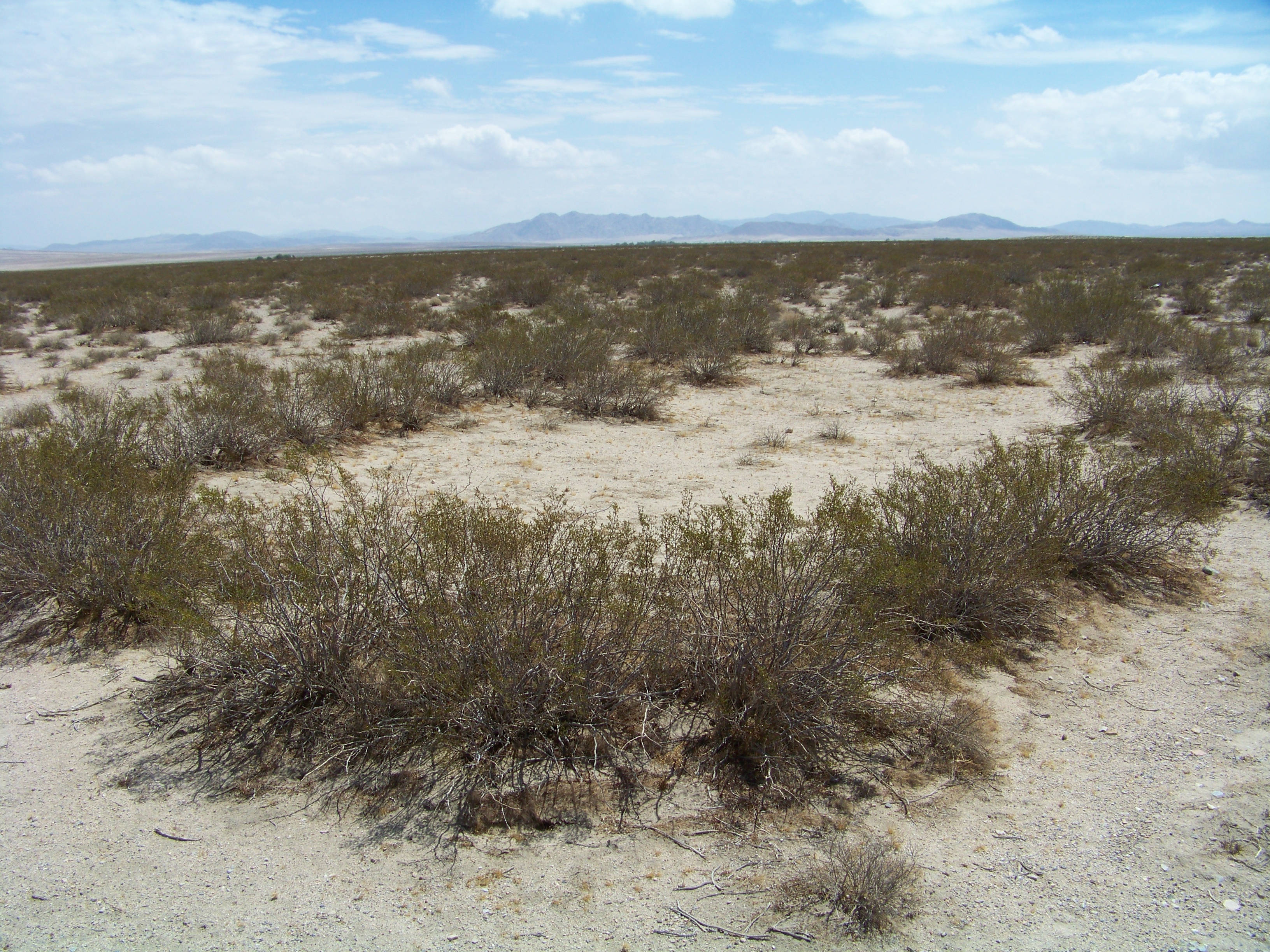 The Desert's Ancient Survivors (Image Credits: Wikimedia)