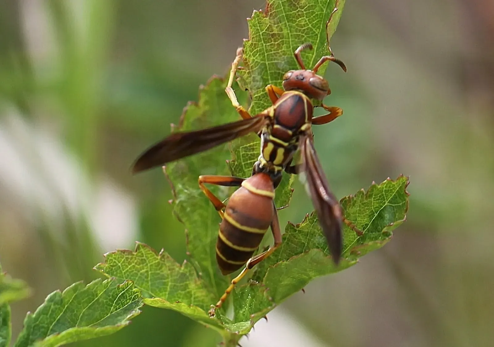 4. Herbal Allies: Calling in Bodyguards With Scents (Image Credits: Wikimedia)