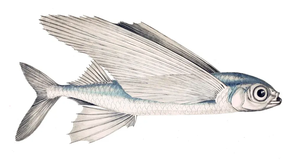 Sagittarius – The Flying Fish: Adventurous, Restless, and Emotionally Free (Image Credits: Rawpixel)
