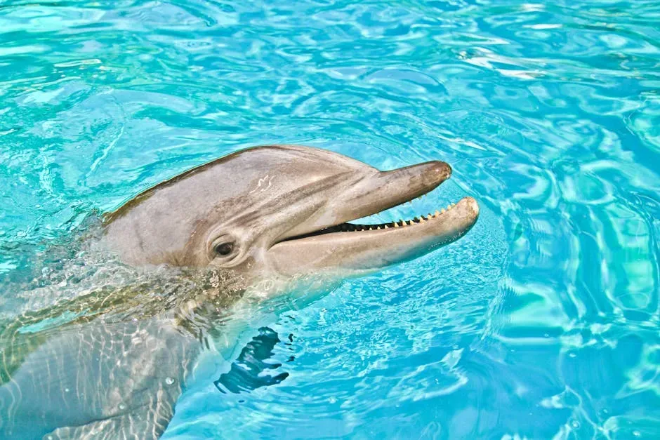 #5 Dolphin – Gemini Curiosity in a Noisy Ocean (Image Credits: Pexels)