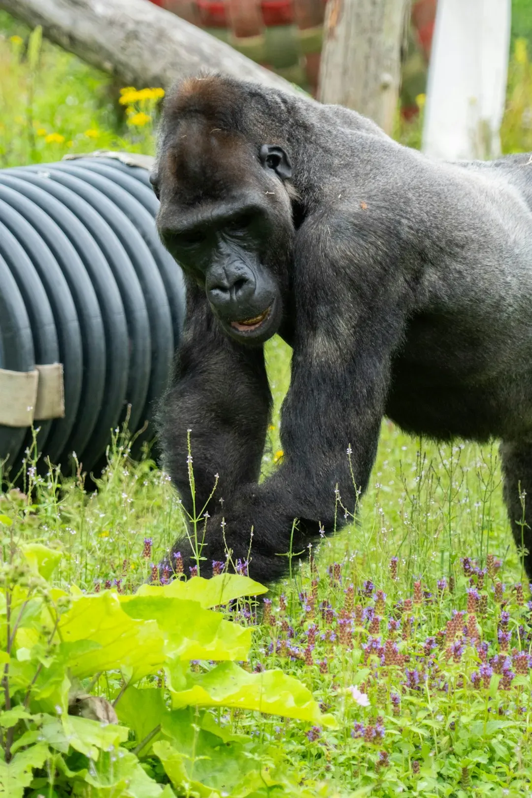 Gorillas Disabling Poachers' Traps (Image Credits: Unsplash)