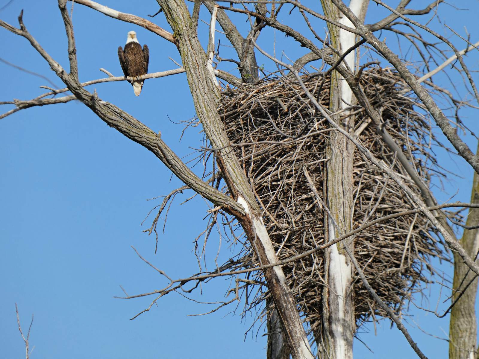 Bald Eagle: America's Symbol Soars Again (Image Credits: Wikimedia)