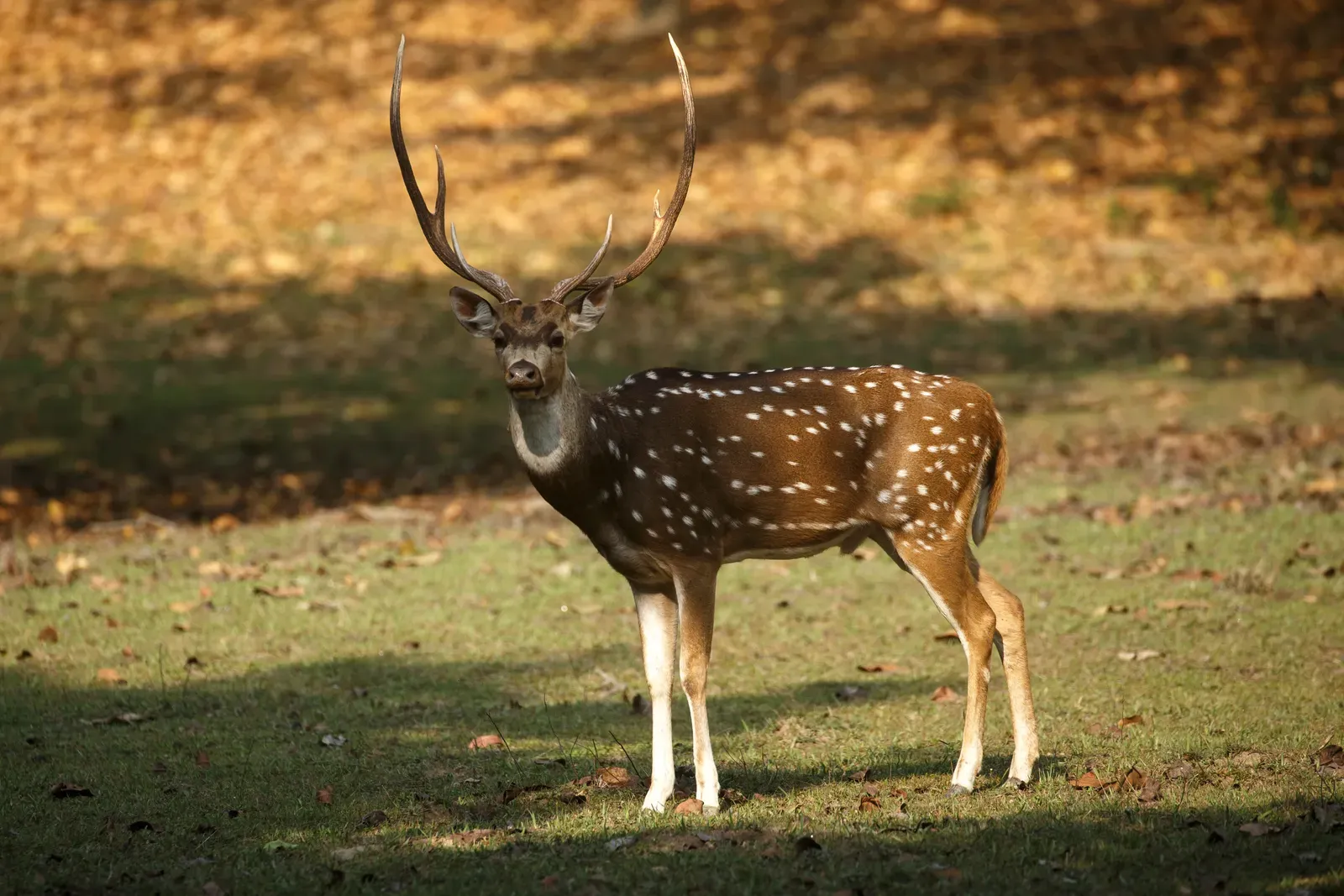 Conclusion: A Wild Mirror Right Outside Your Window (By Davidvraju, CC BY-SA 4.0)
