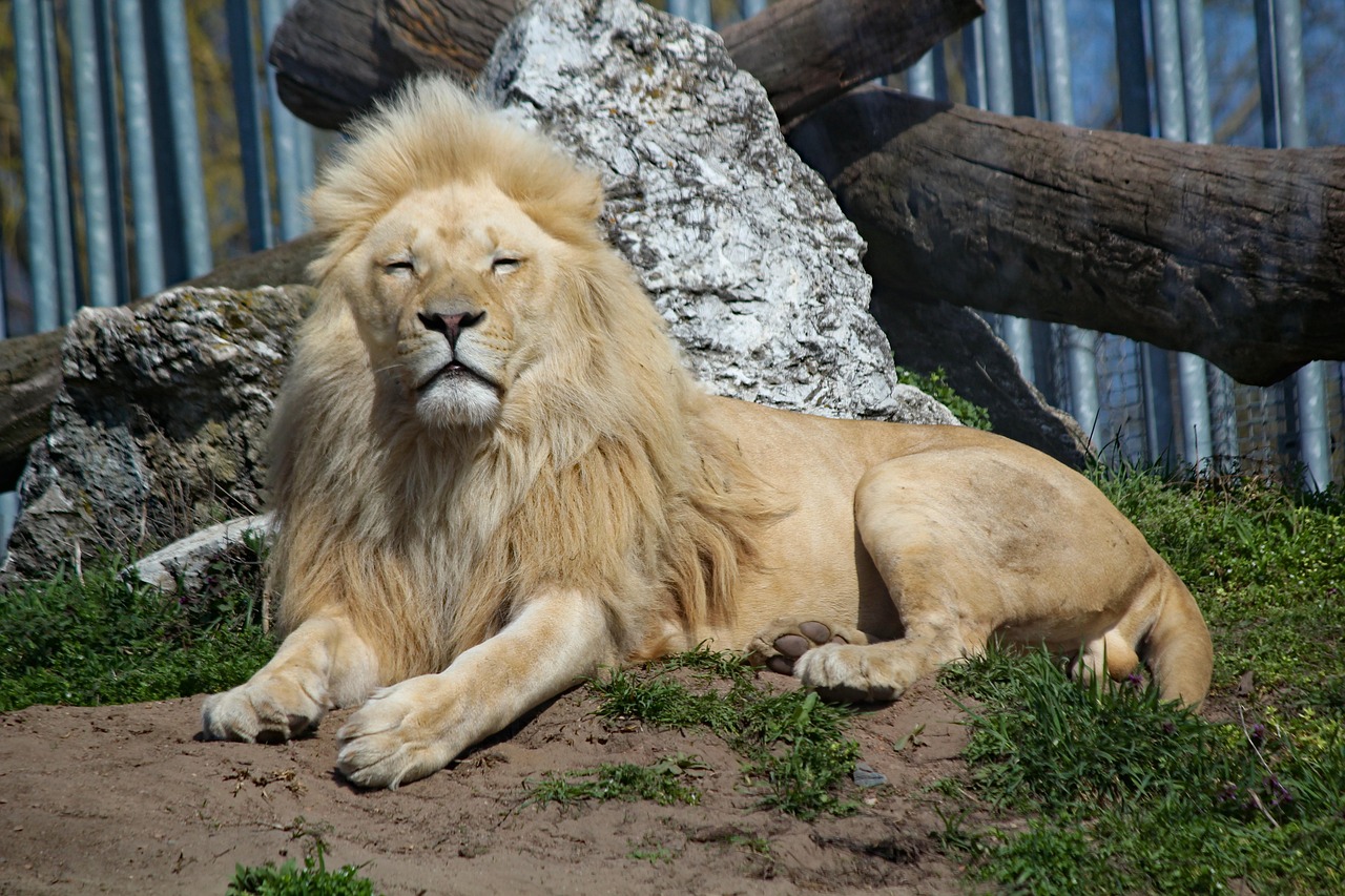 Leo - The Male Lion: Regal Presence and Natural Leadership (Image Credits: Pixabay)