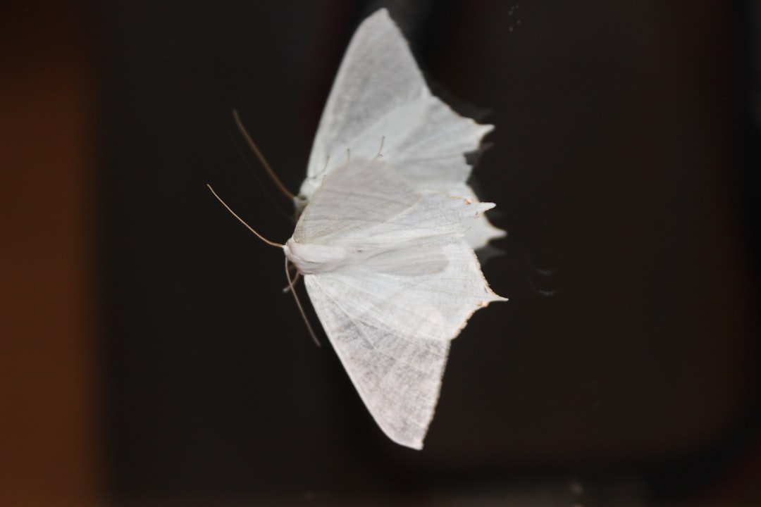 Libra: The Graceful Swan Moth (Image Credits: Unsplash)