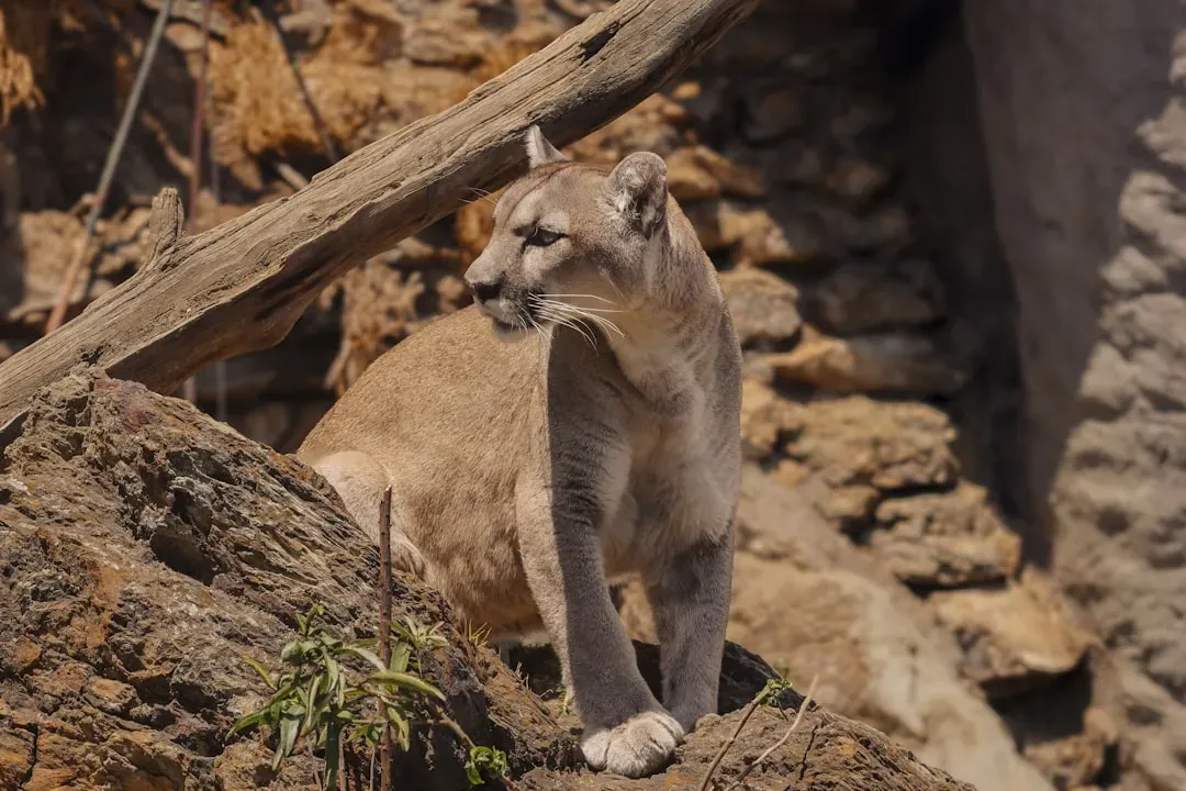 6. Cougar Mothers Raise Their Young Alone And Teach Them To Hunt (Image Credits: Unsplash)