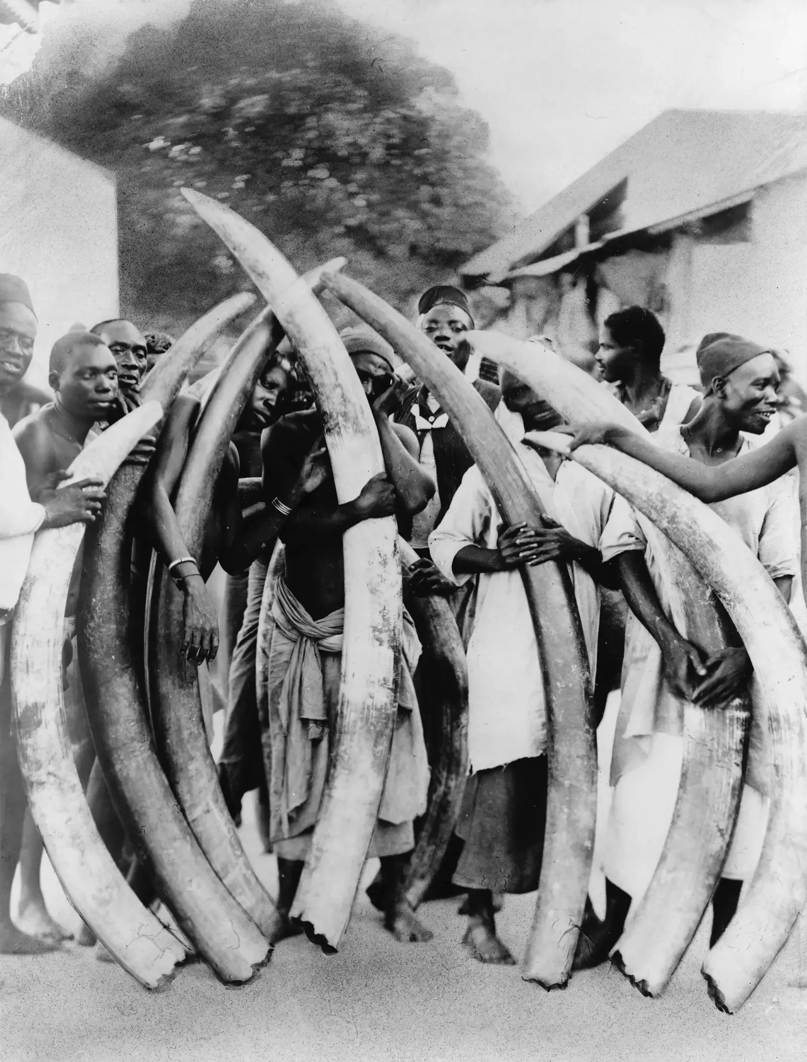 #15 - Ivory and Rhino Horn Hidden Under "Frozen Fish" (This image  is available from the United States Library of Congress's Prints and Photographs division under the digital ID cph.3c02973.This tag does not indicate the copyright status of the attached work. A normal copyright tag is still required. See Commons:Licensing., Public domain)