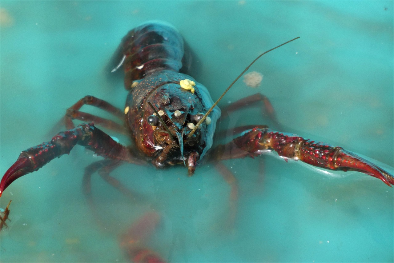 Lobsters: Navigating the Ocean Floor (Image Credits: Pixabay)