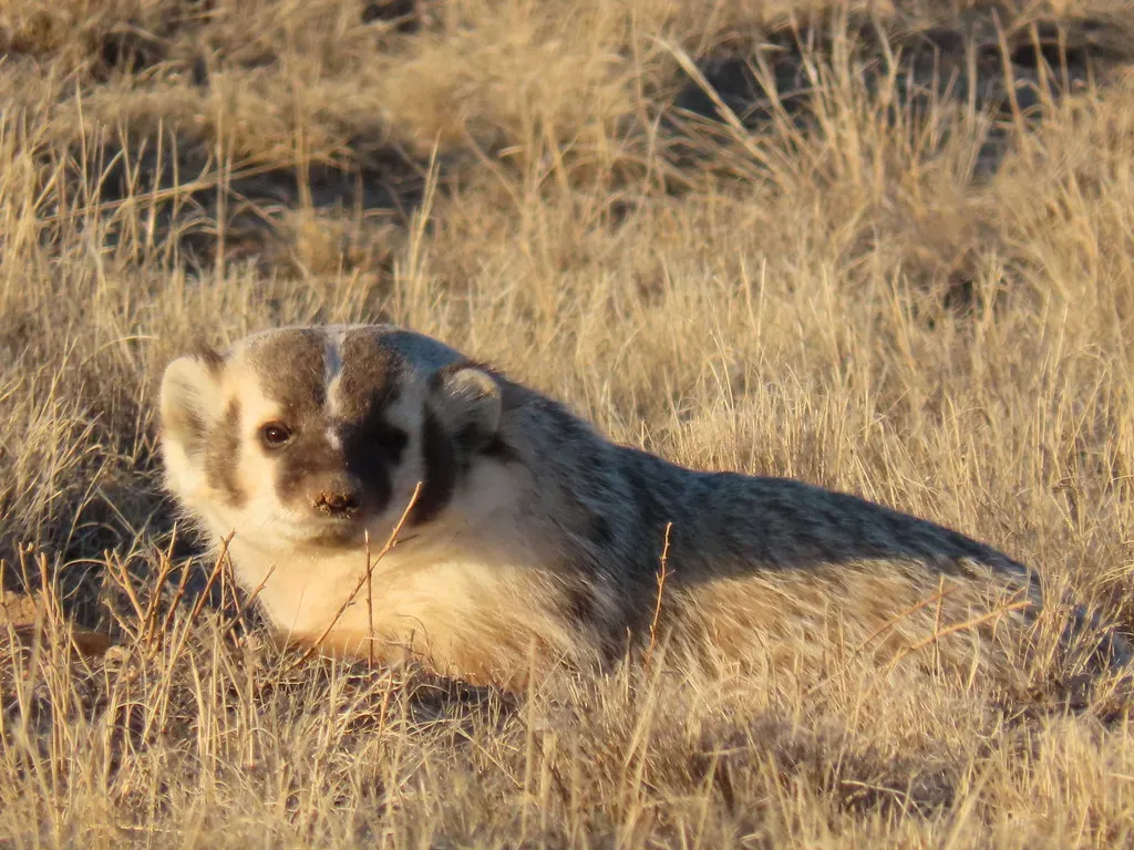 Climate Change, Fragmented Prairies, And The Future Of Badger Landscapes (Image Credits: Flickr)
