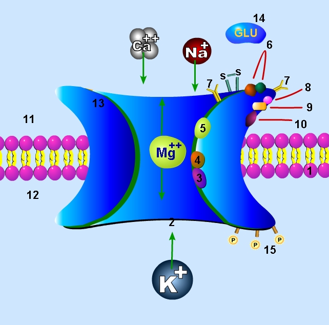 The Chemistry Under the Hood (Image Credits: Wikimedia)