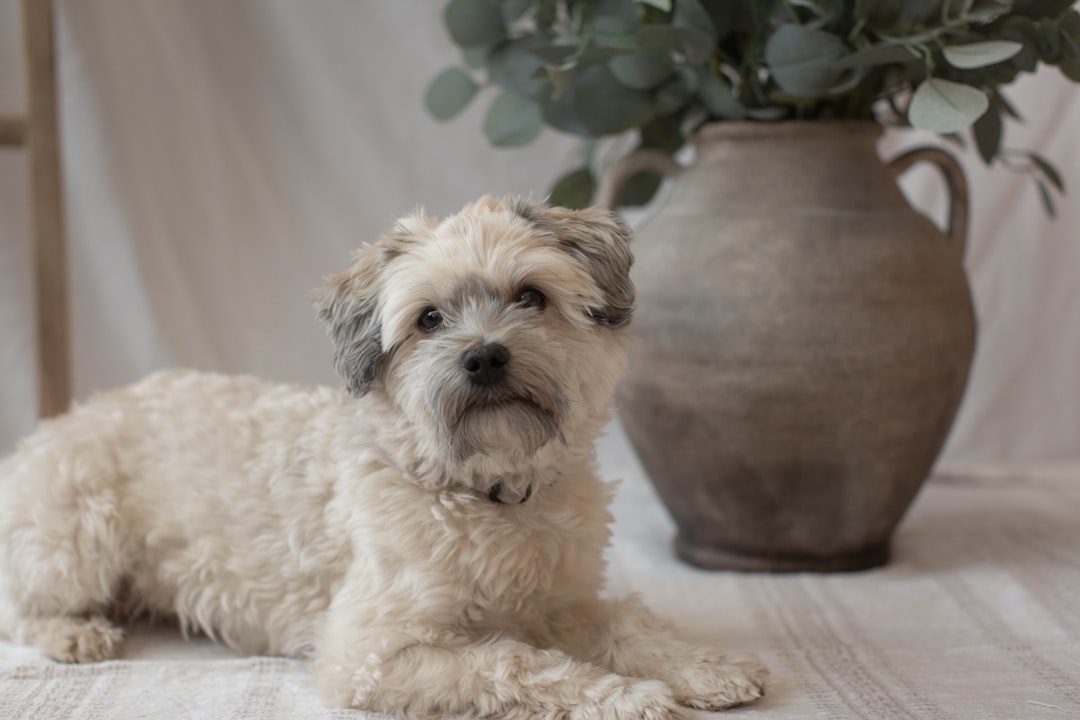 Pisces: The Dreamy Empath Connects with Gentle, Intuitive Dogs (Image Credits: Unsplash)