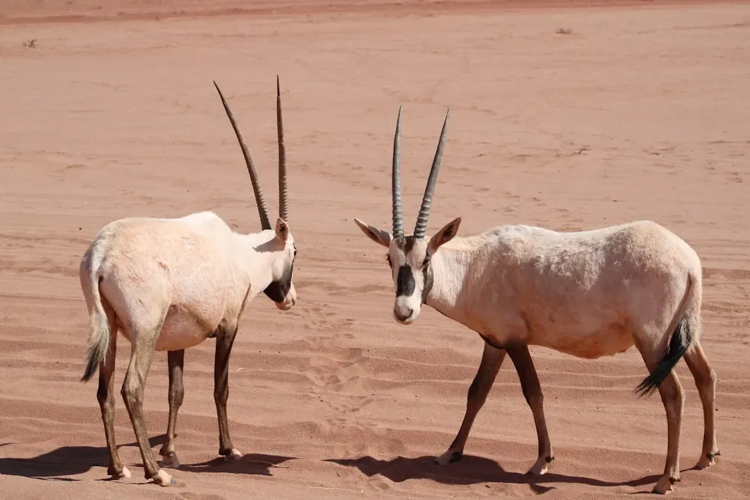 What You Can Do: Turning Curiosity into Conservation (Image Credits: Unsplash)