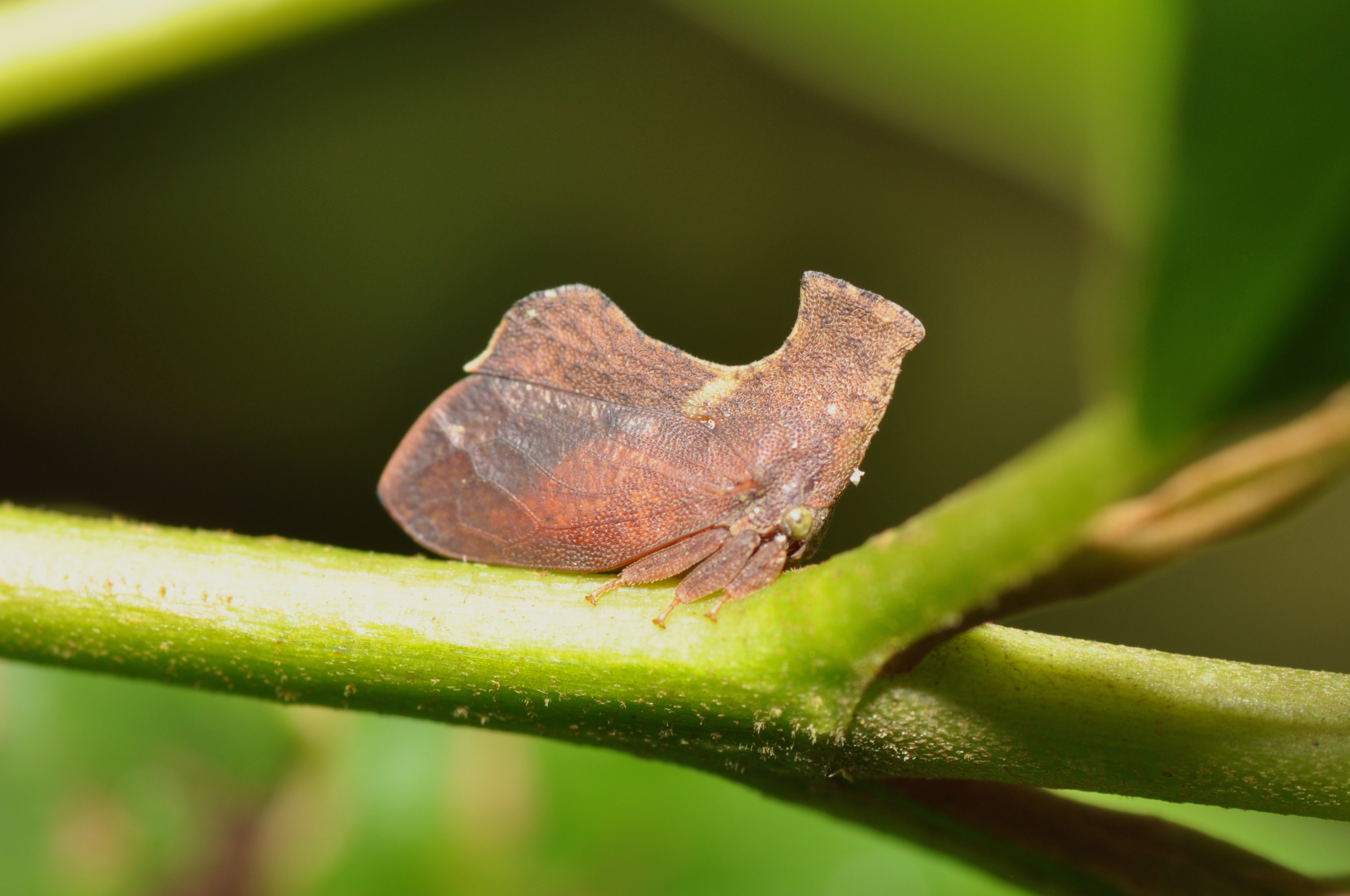 Over 3,000 Species Exist Worldwide With Mind-Boggling Diversity (Image Credits: Wikimedia)