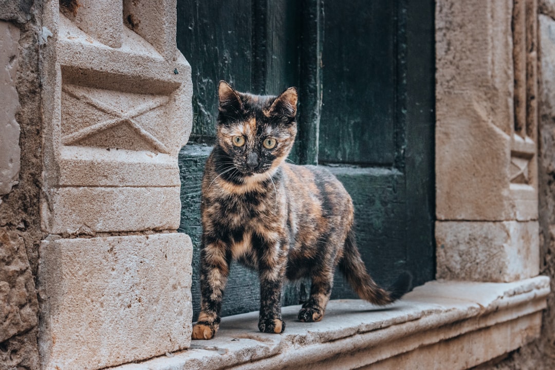From Curiosity to High-Speed Science (Image Credits: Unsplash)