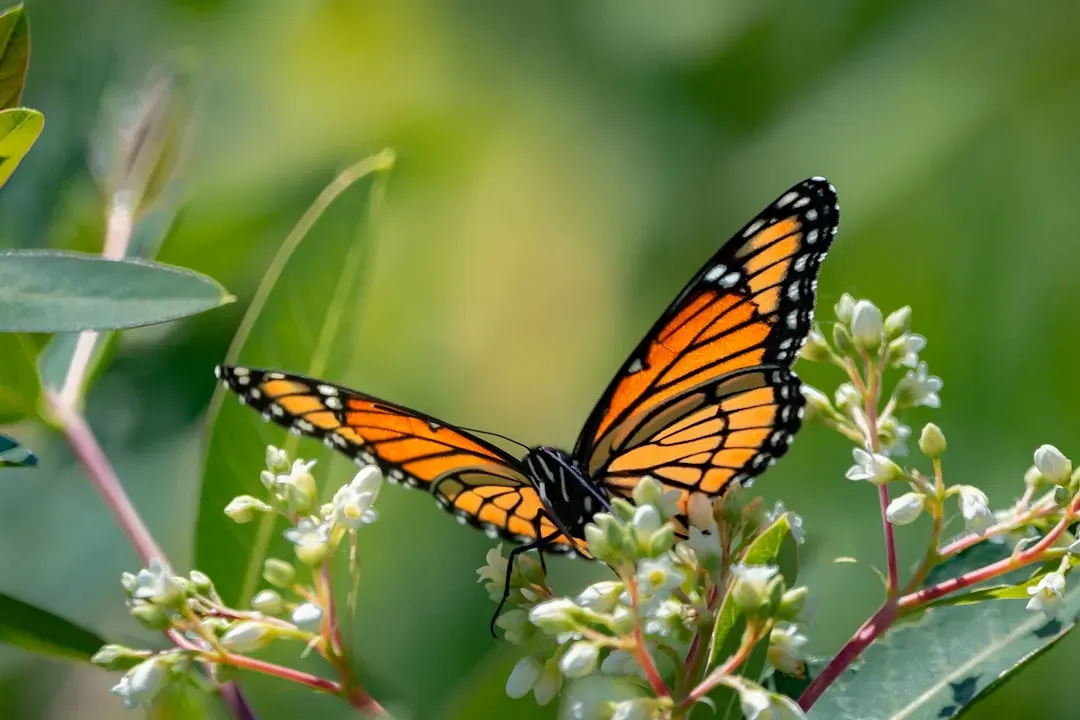 How Monarchs Navigate Without Maps (Image Credits: Unsplash)